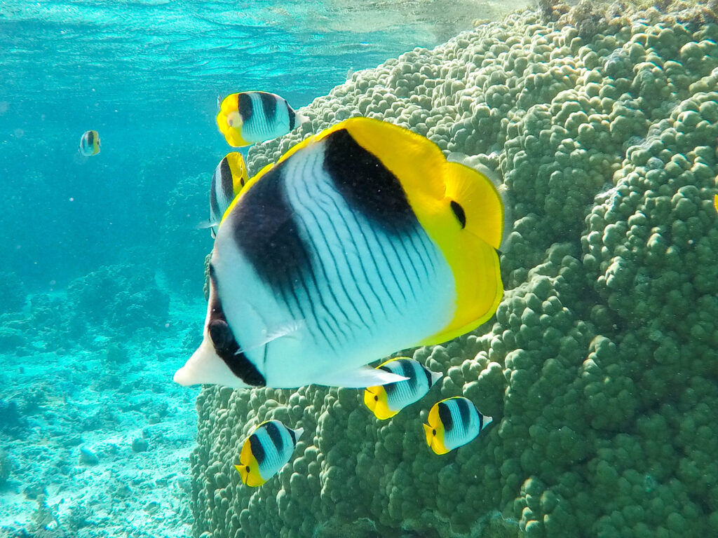 Butterfly Fish near coral reef