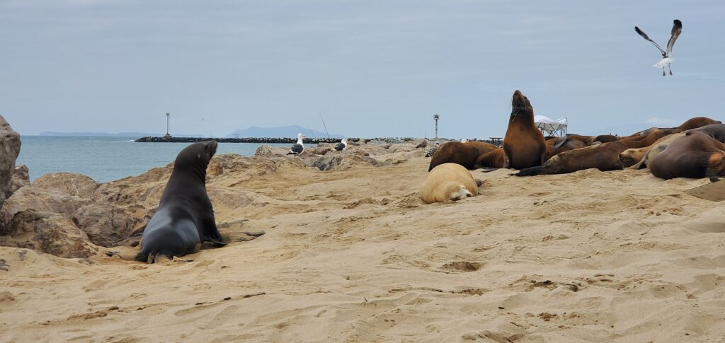 Sea lions at beach on Channel Islands National Park