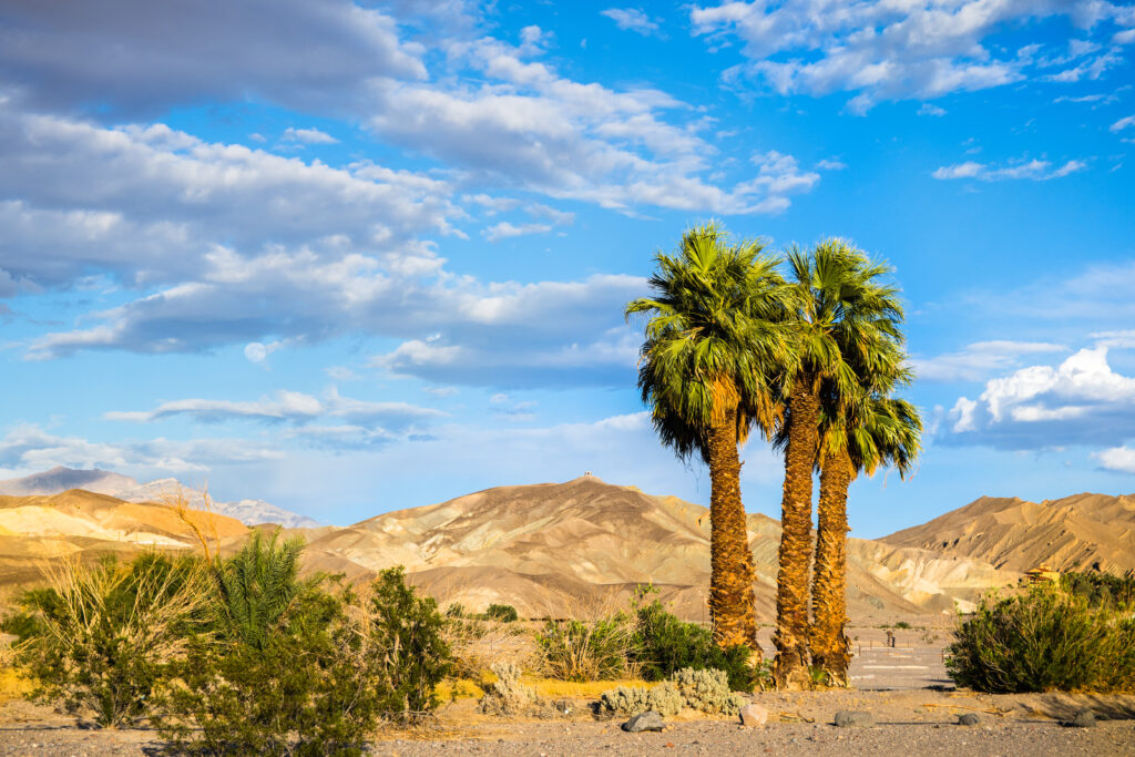 A group of palm trees in Death Valley