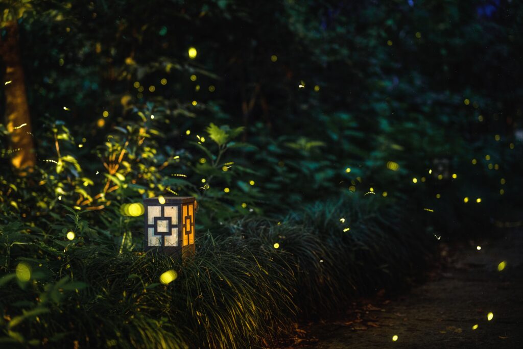 Fireflies in bushes