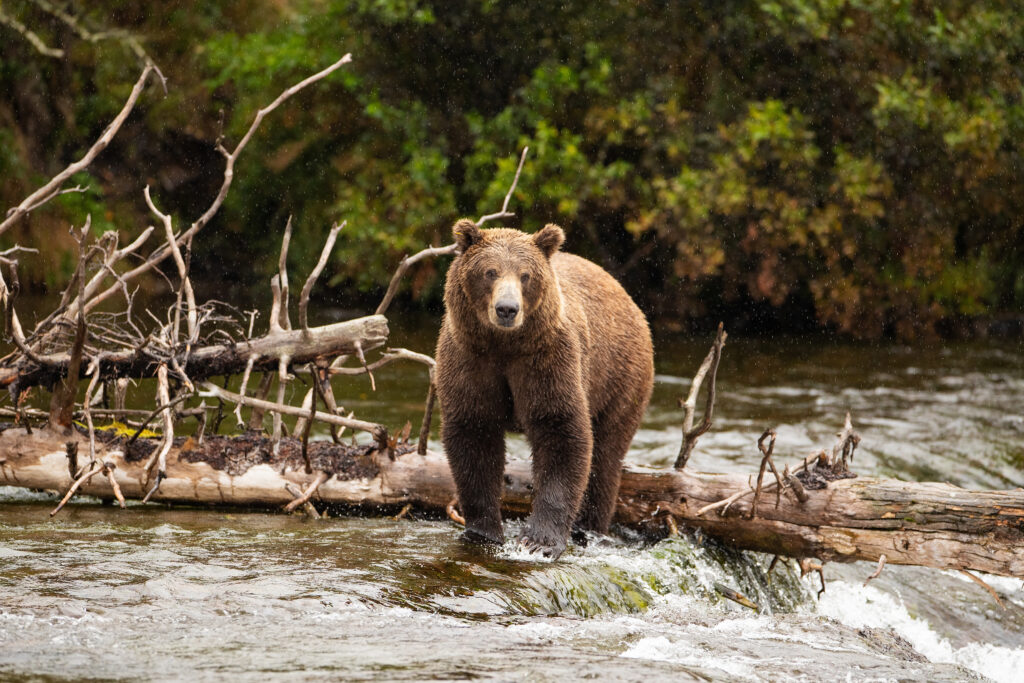 Wild Grizzly Bear in Alaska